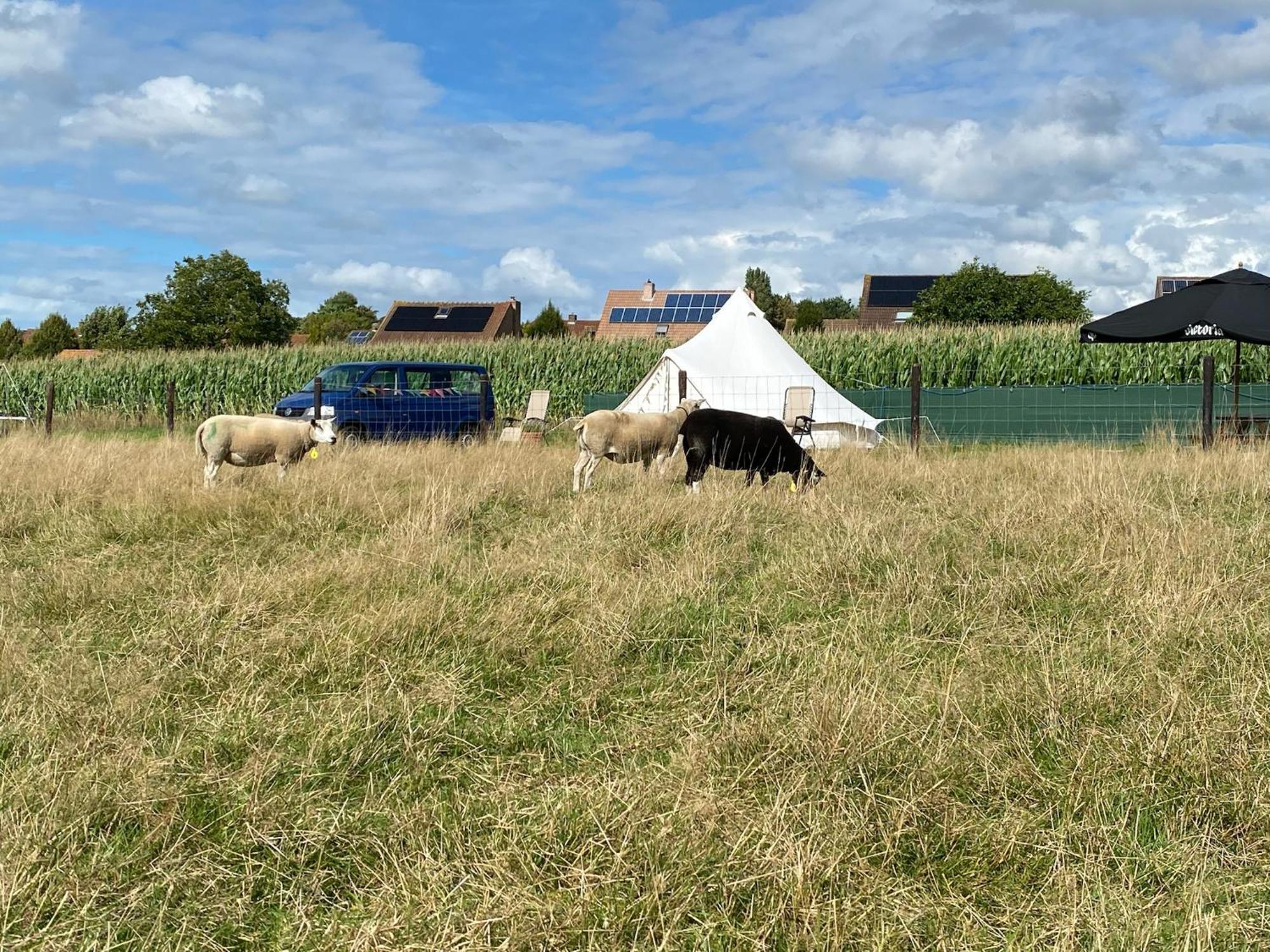 Camp Mangoeste Zedelgem Eksteriør bilde